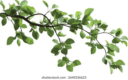 Greenery tree branches leaves cutout, transparent background, nature foliage, plant leaves, organic branches, eco friendly design, vector tree elements, lush forest