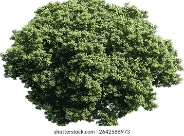 Greenery tree top view, vector tree from above, transparent background, isolated tree clipart, aerial tree illustration, nature element, landscape design, eco friendly graphic