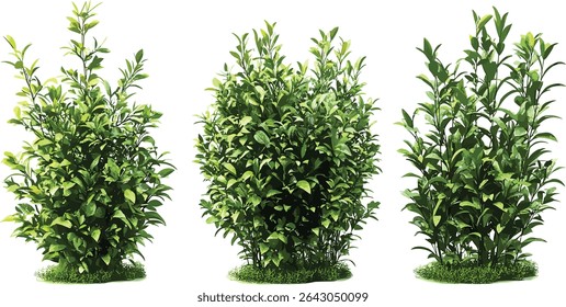 Vetor verde, arbustos, plantas, recortar formas fundos, isolado, natureza, folhagem, paisagem, jardim, eco, decorativo, sem costura, tropical, folha