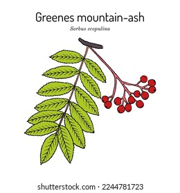 Greenes mountain-ash (Sorbus scopulina), medicinal plant. Hand drawn botanical vector illustration