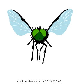 Green-eyed Fly