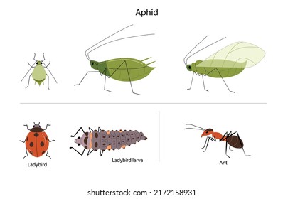 Greenfly aphid illustration with ants, ladybug and larva. Garden pest insects. 