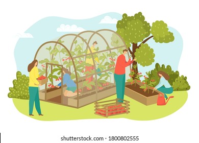 Greenhouse agriculture farm, farmer harvests plants vector illustration. Flat person farming for food, tomato vegetables, cartoon. Worker harvesting at field design, man and woman harvest crop at hothouse.