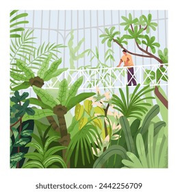 Greenhouse, botanical garden, park. Person walking on bridge in conservatory with greenery, exotic tropical leaf plants thickets, nature in hothouse, green glass house. Flat vector illustration