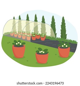 Greenhouse with the plants in pots in the Urban Garden