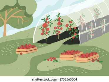 Greenhouse with tomato plants. Garden landscape. Harvest season. Wooden boxes with tomatoes on grass. Growing vegetables in agriculture. Gardening, horticulture, cultivated land vector illustration. svg