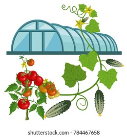 Greenhouse With Tomatoes And Cucumbers. Vector Illustration Isolated On The White Background