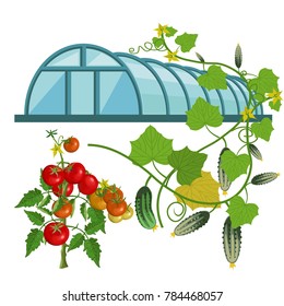 Greenhouse with tomatoes and cucumbers. Vector illustration isolated on the white background