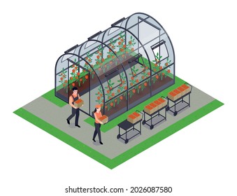 Greenhouse vegetables farming isometric composition with 2 production workers harvesting tomatoes paprika bell peper vector illustration