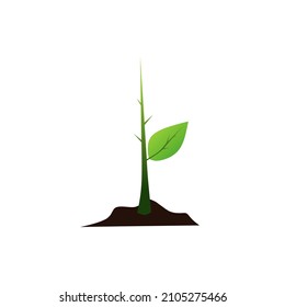 enverdecimiento de los saplings, ilustración vectorial