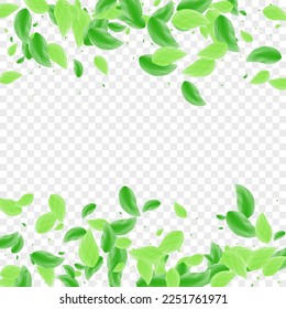 Greenish Foliage Background Transparent Vector. Leaves Beauty Frame. Eucalyptus Card. Green Process Texture. Vegetation Structure.
