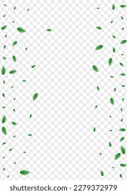 Greenish Foliage Background Transparent Vector. Leaf Abstract Illustration. Fresh Card. Light Green Concept Design. Plant Eucalyptus.