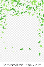 Greenish Foliage Background Transparent Vector. Plant Herbal Illustration. Floral Frame. Light Green Concept Design. Leaf Clean.