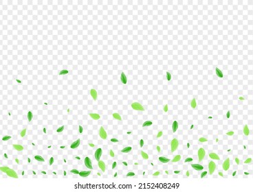 Greenish Greenery Background Transparent Vector. Leaves Selective Card. Shape Texture. Green Isolated Design. Leaf Growing.