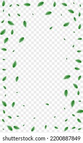 Vector transparente de fondo verde. Diseño biológico de hoja. Tarjeta fresca. Ilustración de mezcla verde claro. Planta Rústica.
