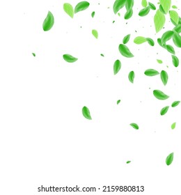 Vector blanco de fondo verde. Tarjeta de limpieza de vegetación. Textura de silueta. Marco de proceso verde. Hoja cosmética.