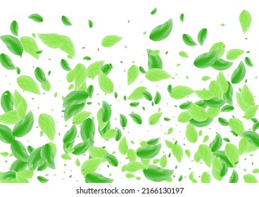 Greenish Greenery Background White Vector. Sheet Cosmetic Card. Vivid Illustration. Light Green Floral Texture. Foliage Eucalyptus.