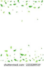 Greenish Greenery Background White Vector. Sheet Flavor Illustration. Eco Frame. Light Green Clear Design. Leaves Vivid.