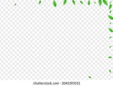 Graues Blätterhintergrund transparenter Vektorgrafik. Leaf pure Textur. Formdesign. Hellgrüner Rahmen. Foliage Park.