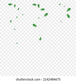 Greenish Leaves Background Transparent Vector. Greenery Herbarium Design. Eucalyptus Card. Green Nature Frame. Sheet Woods.