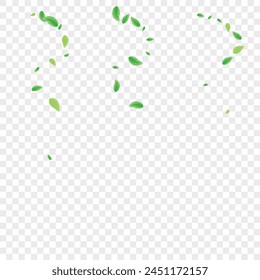 Greenish Leaves Background Transparent Vector. Greenery Healthy Illustration. Creative Frame. Light Green Nature Card. Vegetation Modern.