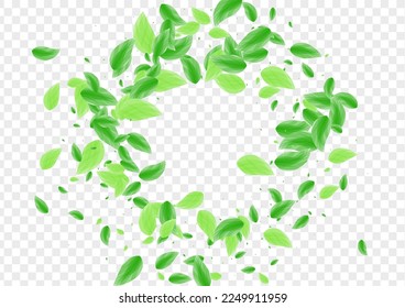 Greenish Plant Background Transparent Vector. Vegetation Summer Illustration. Falling Texture. Green Elegant Card. Leaves Spring.