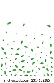 Greenish Sheet Background White Vector. Greenery Isolated Illustration. Eucalyptus Texture. Light Green Refreshing Card. Vegetation Food.