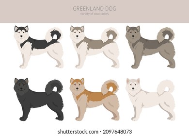 Greenland dog clipart. Different poses, coat colors set.  Vector illustration