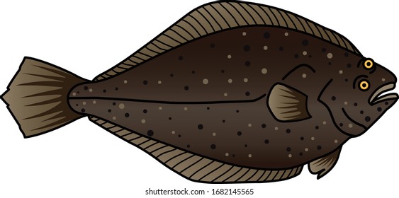 Greenland halibut, although primarily a bottom fish, it is often caught pelagically and it is thought that it swims on its ventral edge rather than on the blind side.