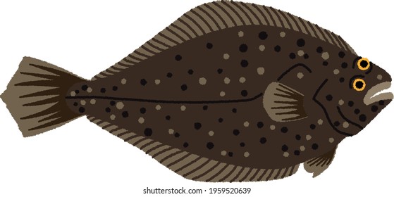 Greenland halibut, although primarily a bottom fish, it is often caught pelagically and it is thought that it swims on its ventral edge rather than on the blind side.