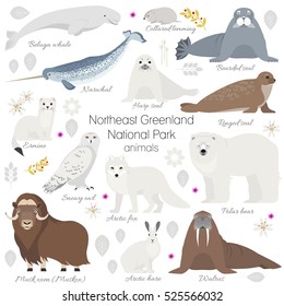 Grönland Nationalpark Tiergarten. Weißer Eisbär, Narwal, Wal, Moschusochse, Robbe, Walrus, arktischer Fuchs, Herde, Kaninchen, arktischer Hasen 