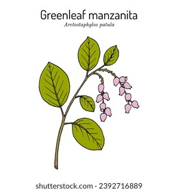 Greenleaf Manzanita (Arctostaphylos patula), edible and medicinal plant. Hand drawn botanical vector illustration