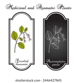 Greenleaf Manzanita (Arctostaphylos patula), edible and medicinal plant. Hand drawn botanical vector illustration