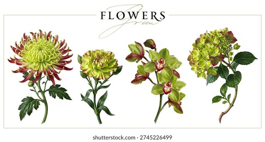 Green-red flowers isolated on a white background. Vintage painting style illustration.