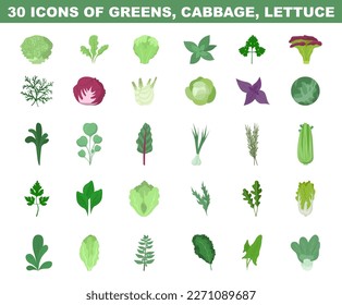 Greens, lettuce and cabbage colored illustration. Vegetable salad ingredients, natural and vegetarian foods. Flat vector illustration