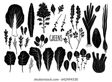 Greens, Salad Leaves Silhouettes Hand Drawn Vector Illustrations. Isolated On White Background. Modern Style Elements For Menu Design, Label, Recipe, Cook Book. Detailed Vector Illustrations, Clipart.