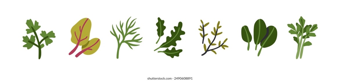 Greens set. Leaf herbs, condiments. Parsley, dill, arugula, rucola, spinach, celery, mangold leaves, thyme. Fresh herbal spices, garnish. Flat vector illustration isolated on white background