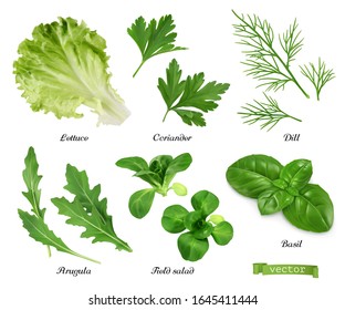 Greens And Spices Realistic Vector Set. Lettuce, Coriander Leaves, Dill, Arugula, Field Salad, Basil. Food Illustration