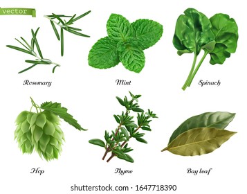 Greens and spices realistic vector set. Rosemary, mint, spinach, hop, thyme, bay leaf. Food illustration