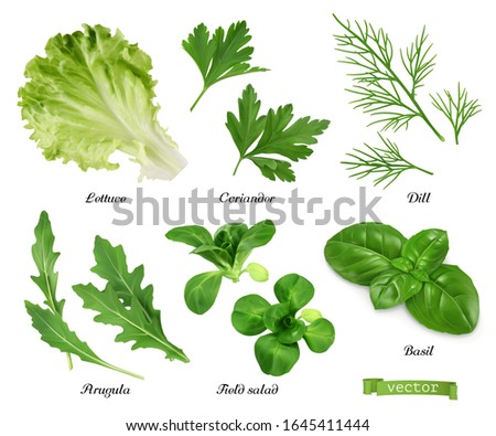 Greens and spices realistic vector set. Lettuce, coriander leaves, dill, arugula, field salad, basil. Food illustration
