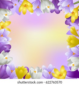 Greeting card with border of realistic crocuses flowers. Spring background. Vector illustration, not trace