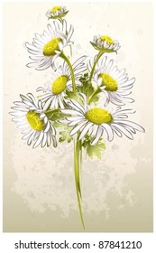 Greeting card with a camomiles.