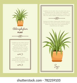 Greeting card with chlorophytum decorative plant, square frame. Vector illustration