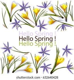 Greeting card with Crocus and Camassia flowers. Vector 10.