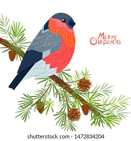 greeting card with cute bullfinch sitting on branch of pine for your design