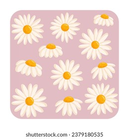 Greeting card with cute chamomile flowers. Botanical vector isolated illustration for postcard, poster, ad, decor, fabric and other uses.