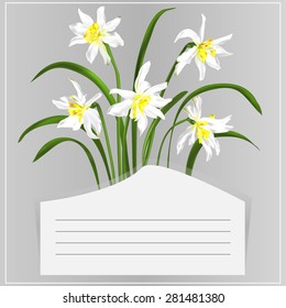 Greeting card with daffodils on a gray background