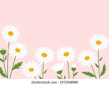 Greeting card daisies flowers vector Illustration