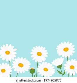 Greeting card daisies flowers vector Illustration