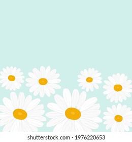 Greeting card daisies flowers vector Illustration